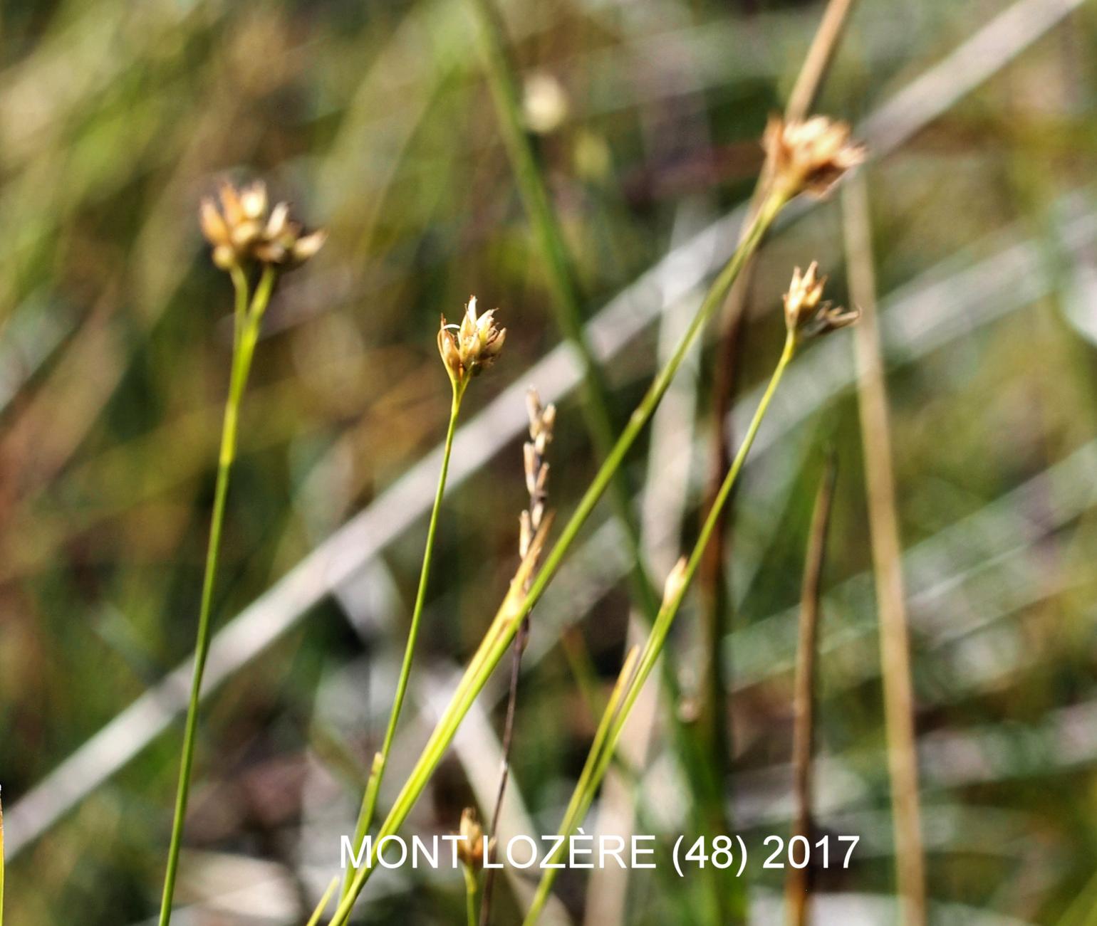 Sedge, White